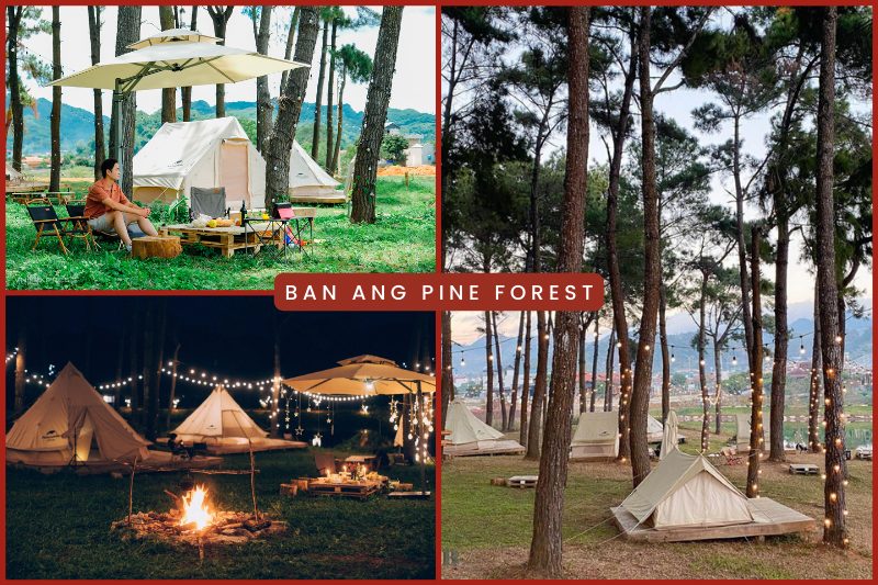 Ban Ang pine forest (Moc Chau)